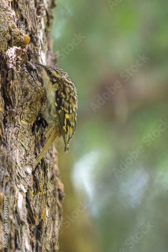 Brown Creeper (Certhia americana), Idaho photo