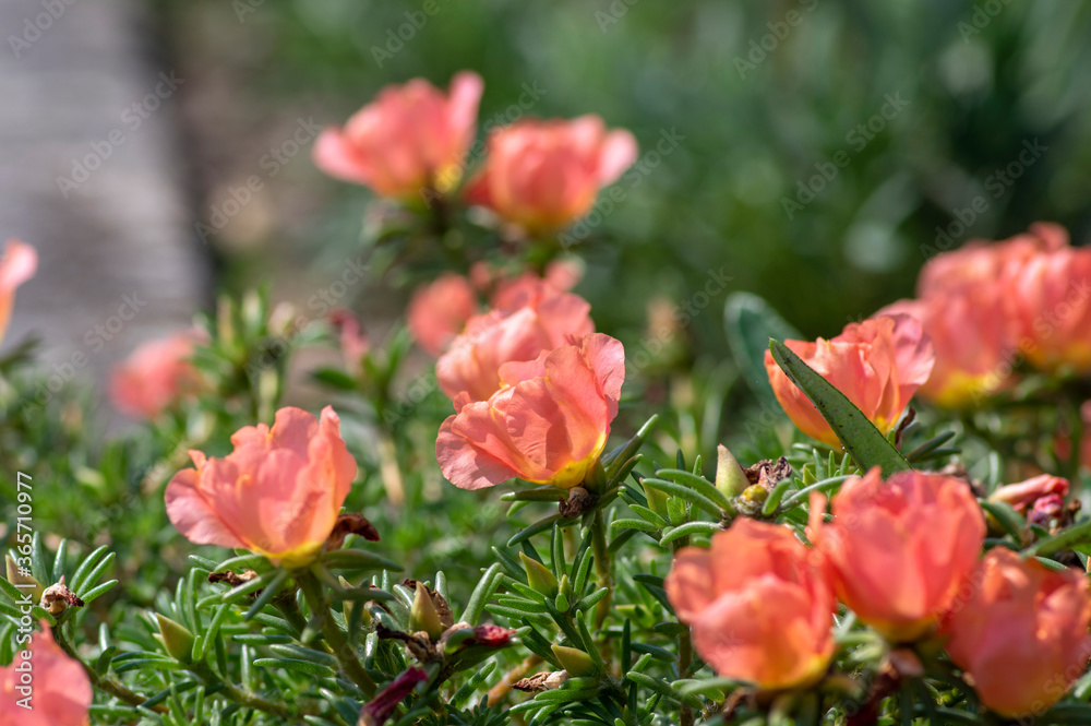 Portulaca grandiflora moss-rose flowering plant, pale pink orange color rock rose purslane flowers in bloom