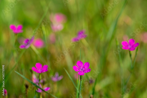 Dianthus deltoides meadow bright pink flower flowers in bloom, small grassland plants in bloom
