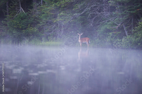 white-tailed deer (Odocoileus virginianus) in misty morning