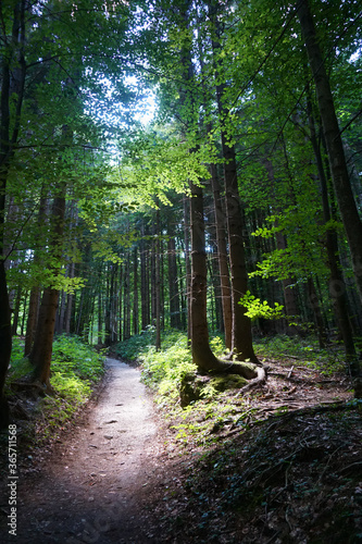 Foret de Vingtar. Photo prise en Slov  nie en juillet 2020 dans la foret de Vigtar. Photo brut telle que prise sans aucune retouche.