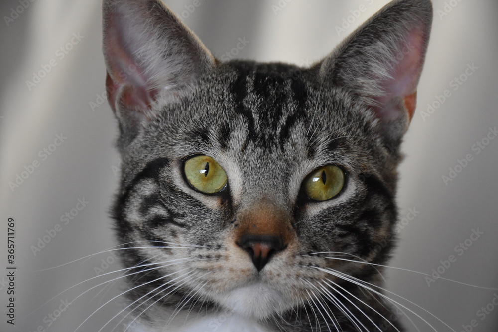 Handsome tabby cat saved from the streets Handsome tabby cat saved from the streets
