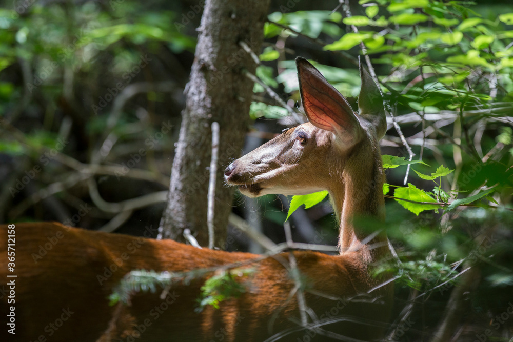 white tailed deer doe feeding in summer white tailed deer doe feeding in summer