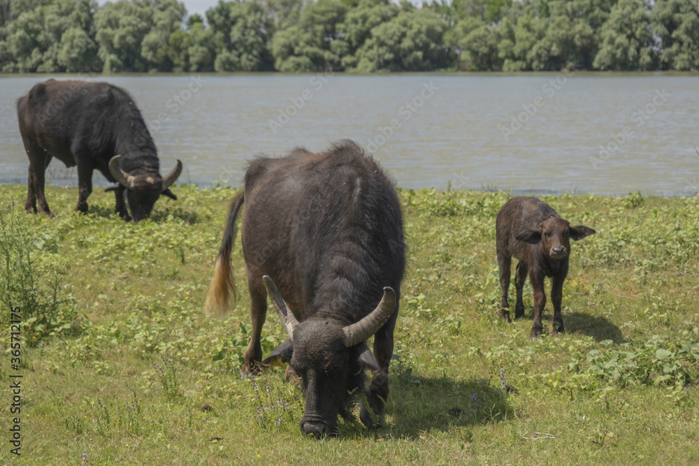 First Water buffalo calf (Bubalis murrensis) born on Ermakov island First Water buffalo calf (Bubalis murrensis) born on Ermakov island