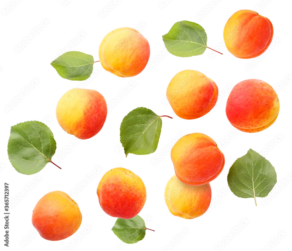 Set of ripe apricots with leaves flying on a white background. Set of ripe apricots with leaves flying on a white background.