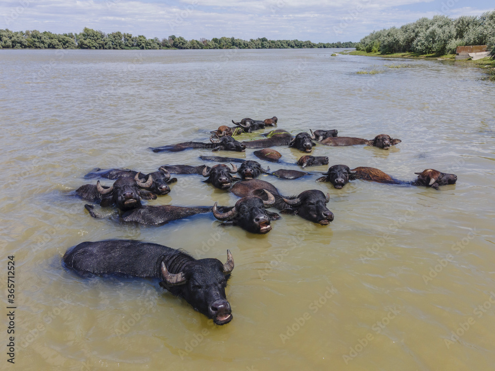Fototapeta premium Aerial view on a herd of Water buffalo (Bubalis murrensis) swims in the Danube river near Ermakov island