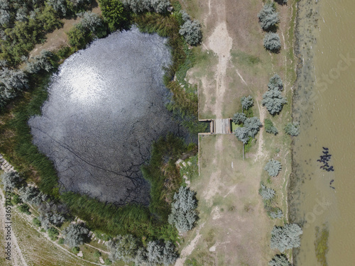 Aerial view on a herd of Water buffalo (Bubalis murrensis) swims in the Danube river near Ermakov island photo