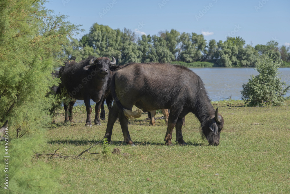 Two Water buffalo (Bubalis murrensis) grazes on the Ermakov island Two Water buffalo (Bubalis murrensis) grazes on the Ermakov island