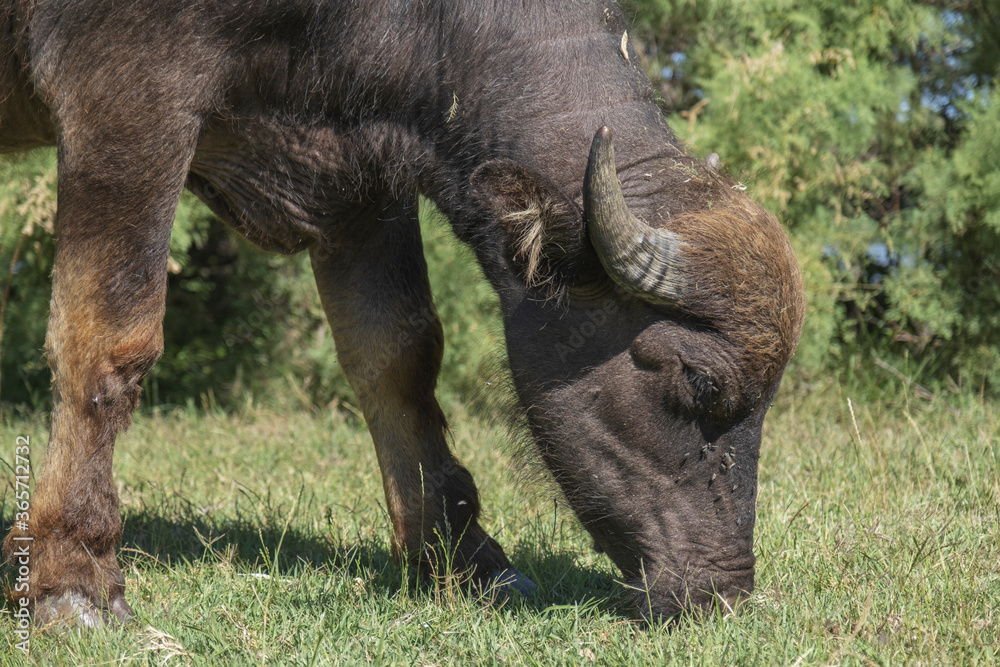 Close-up portrait of Water buffalo (Bubalis murrensis) grazes on the Ermakov island Close-up portrait of Water buffalo (Bubalis murrensis) grazes on the Ermakov island