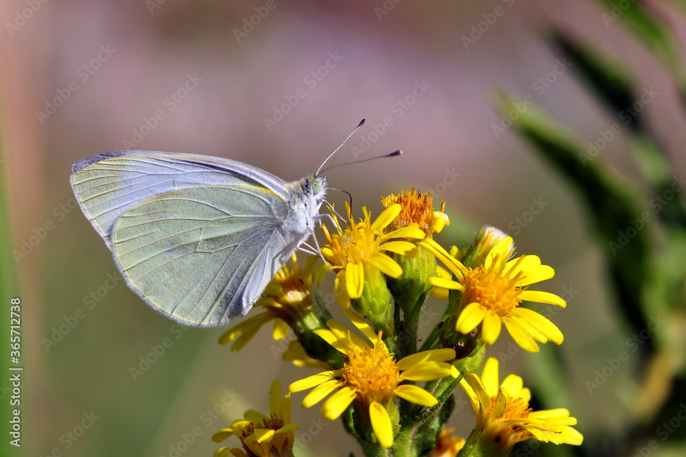 Macro shots, Beautiful nature scene. Closeup beautiful butterfly sitting on the flower in a summer garden. Macro shots, Beautiful nature scene. Closeup beautiful butterfly sitting on the flower in a summer garden.