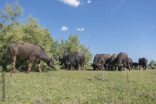 Herd Water buffalo  Bubalis murrensis  grazes on the banks of the Ermakov island