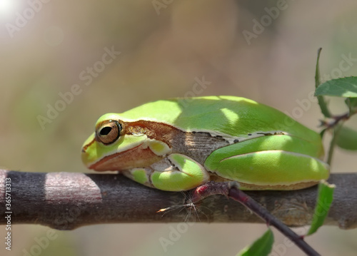 Beautiful Europaean Tree frog Hyla arborea 