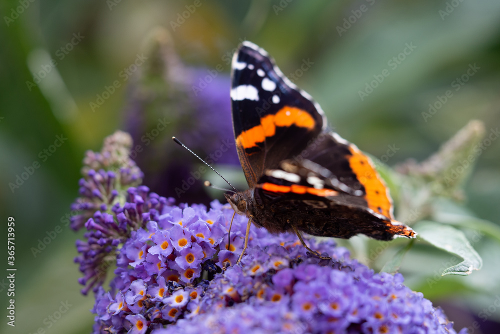 butterfly on flower