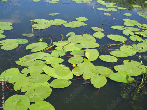 Yellow Nenuphar flower, Water Lily on a lake. Beautiful aquatic plant and flower grows in European ponds and rivers outdoor. © Yulia
