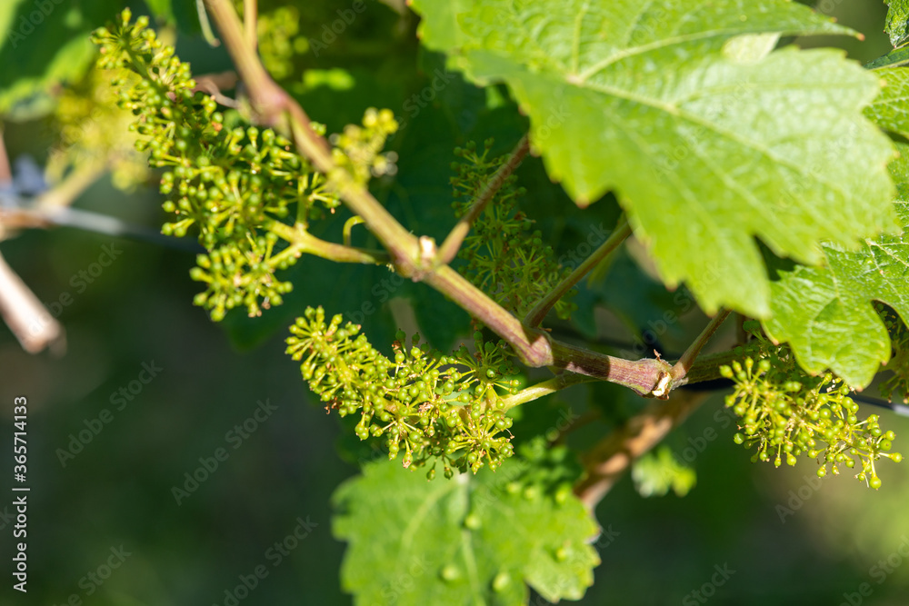 Close-up of flowering wine grapes with green leaves Close-up of flowering wine grapes with green leaves