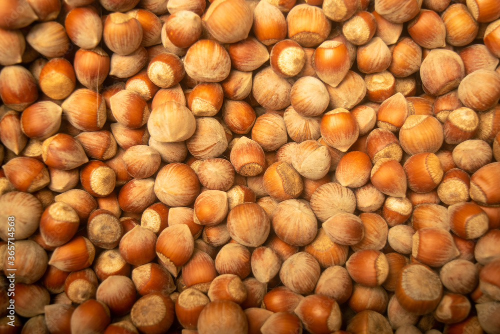 Hazelnuts in bulk. Surface texture. Close up. Hazelnuts in bulk. Surface texture. Close up.