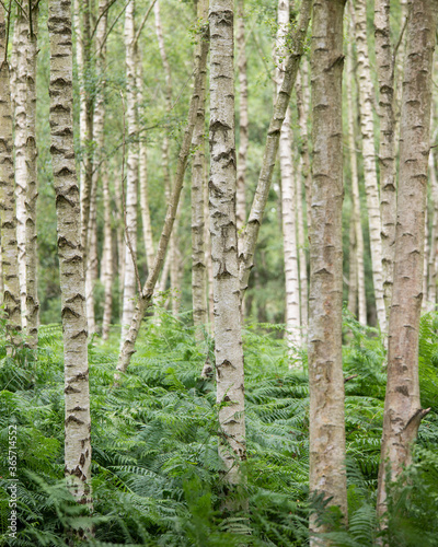 Fotografie, Obraz Beautiful landscape forest image of silver birch tress fading into the distance