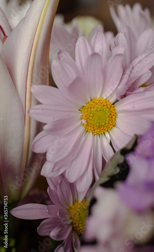 close up of pink flower