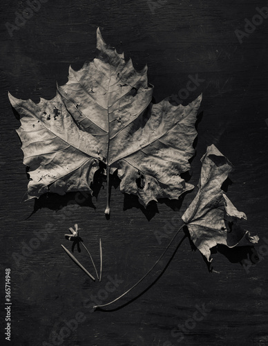maple leaf on black background