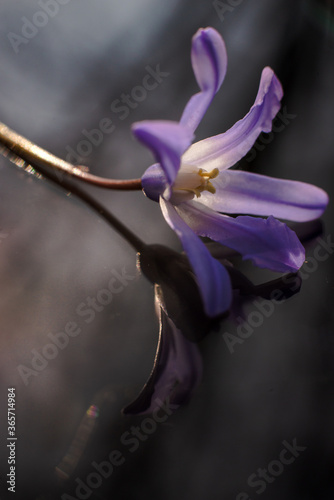 flower closeup