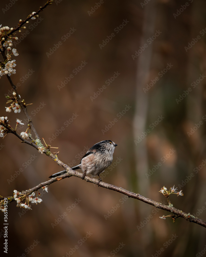 Stunning image of beautiful Long Tailed Tit bird Aegithalos Caudatus on branch in Spring sunshine Stunning image of beautiful Long Tailed Tit bird Aegithalos Caudatus on branch in Spring sunshine