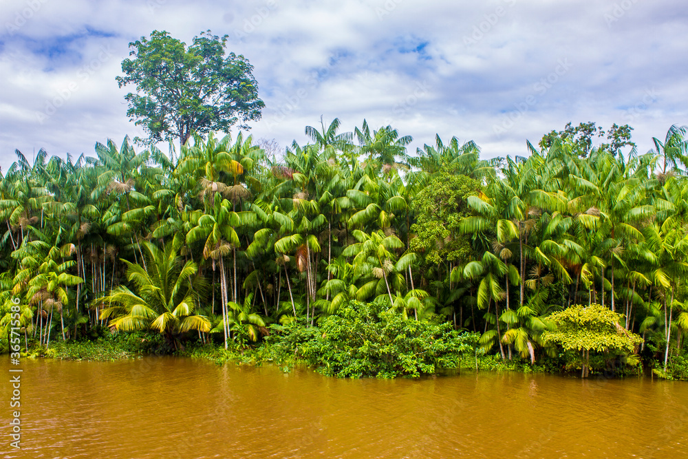 Paisagem ribeirinha de floresta amazônia