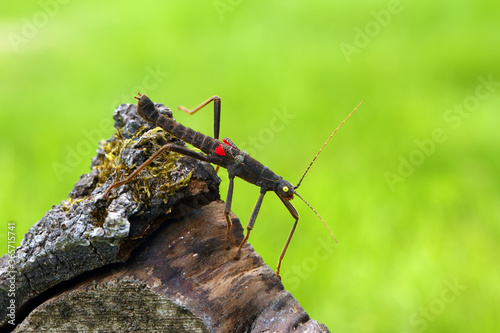 Stick insect Peruphasma schultei on dry wood with green background. Very colorful insects like a pet in a decorative environment.
