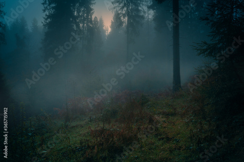 Mysterious foggy spruce forest before sunrise. Autumnal lush undergrowth among high trees.