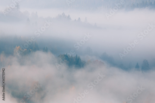 Beautiful dreamy forest dawn scenery background. Tops of spruce trees on mountain hill sticking out of dense morning fog. © stone36