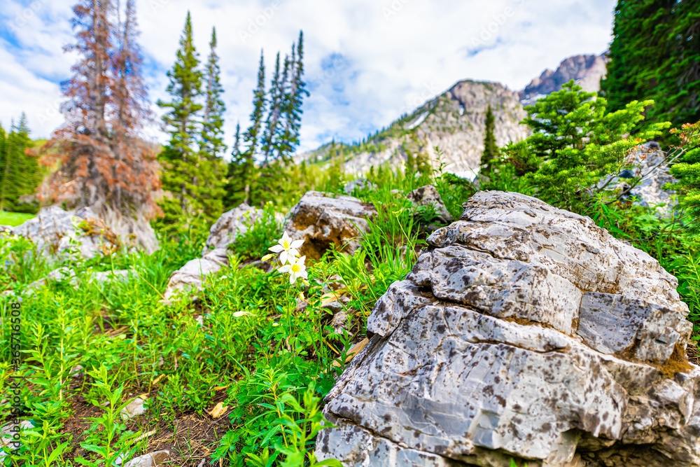 Albion Basin in Alta, Utah summer with landscape view of rocky Wasatch mountains on Cecret Lake trail hike with rock in foreground and white columbine wildflowers