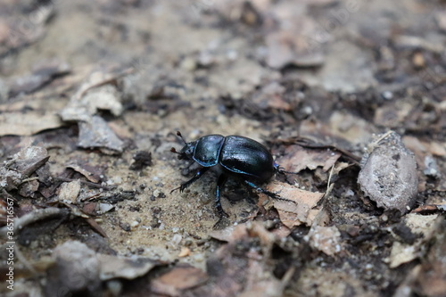 Black bug posing in the forest