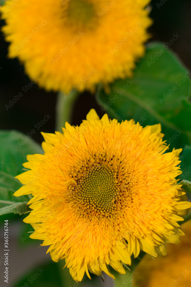 Blooming, with yellow petals, flower buds of a decorative sunflower against the background of its green foliage Blooming, with yellow petals, flower buds of a decorative sunflower against the background of its green foliage