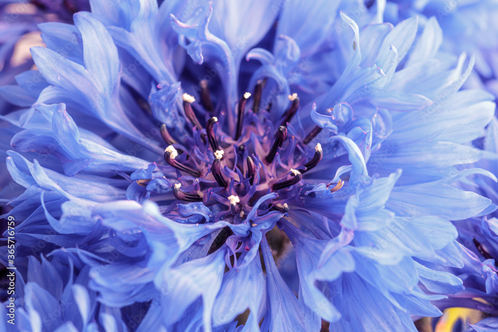 macro shot of a light blue open cornflower blossom. this flower is a typical june and july flower in germany, also used for decoration on harvest festival or thanksgiving