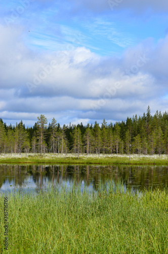 Finnish summerday, partly sunny, beautiful cloudy sky. Forest, swamp and little pond with field of cotton grass.