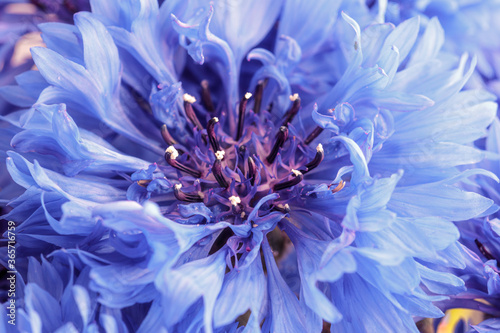 macro shot of a light blue open cornflower blossom. this flower is a typical june and july flower in germany, also used for decoration on harvest festival or thanksgiving