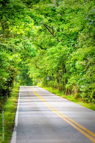 Tallahassee, Florida Miccosukee street scenic canopy road with nobody during day with southern live oak trees vertical view photo