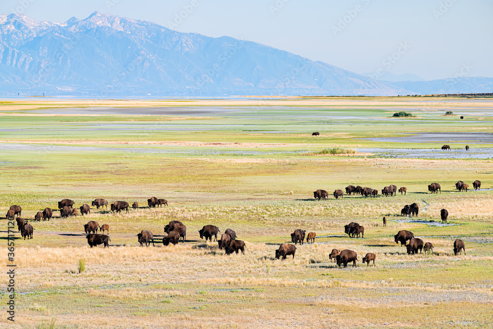 Ταπετσαρία High angle view of many wild animals bison herd in valley in Antelope Island Sta