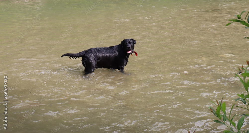 Black labrador retriever enjoying a bath Black labrador retriever enjoying a bath