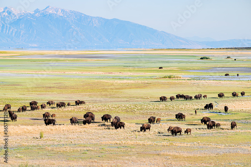 High angle view of many wild animals bison herd in valley in Antelope Island State Park in Utah in summer grazing on grass with sky and mountains photo