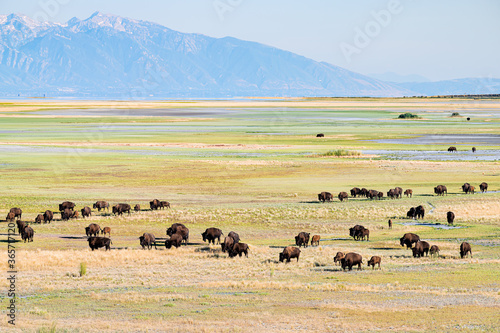 High angle view of many wild animals bison herd in valley in Antelope Island State Park in Utah in summer grazing on grass with sky and mountains
