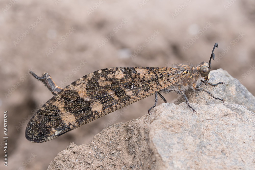 Lateral view of Antlion, Indopalpares pardus Lateral view of Antlion, Indopalpares pardus