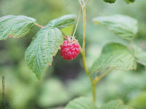 Raspberries in the sun. Red raspberries close-up. Red berry with green leaves in the sun. Photo of ripe raspberries on a branch.