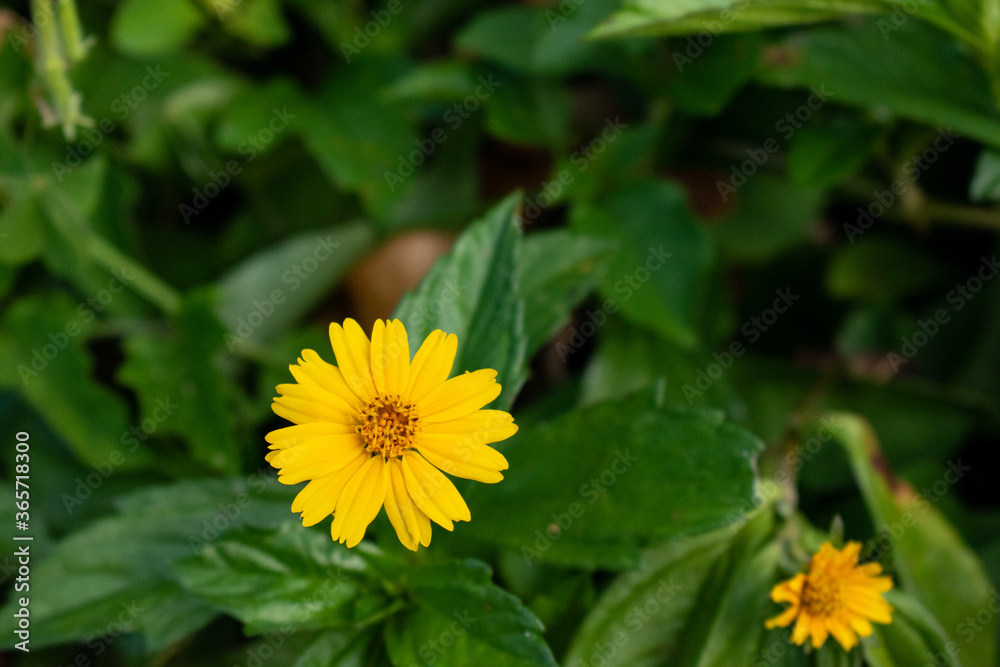 Beautiful yellow wedelia flowers with green leaves. Macro close up of a wedelia flower and green copy space. Beautiful yellow wedelia flowers with green leaves. Macro close up of a wedelia flower and green copy space.
