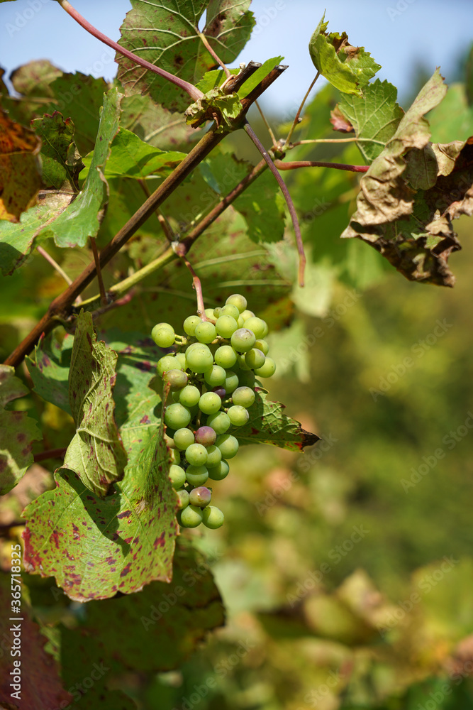 Grapes are the fruit stands of the vines, especially those of the noble vine, photographed Grapes are the fruit stands of the vines, especially those of the noble vine, photographed