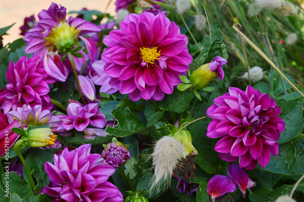 Dahlia flowers growing in the garden