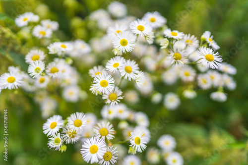 Blumen im Garten 