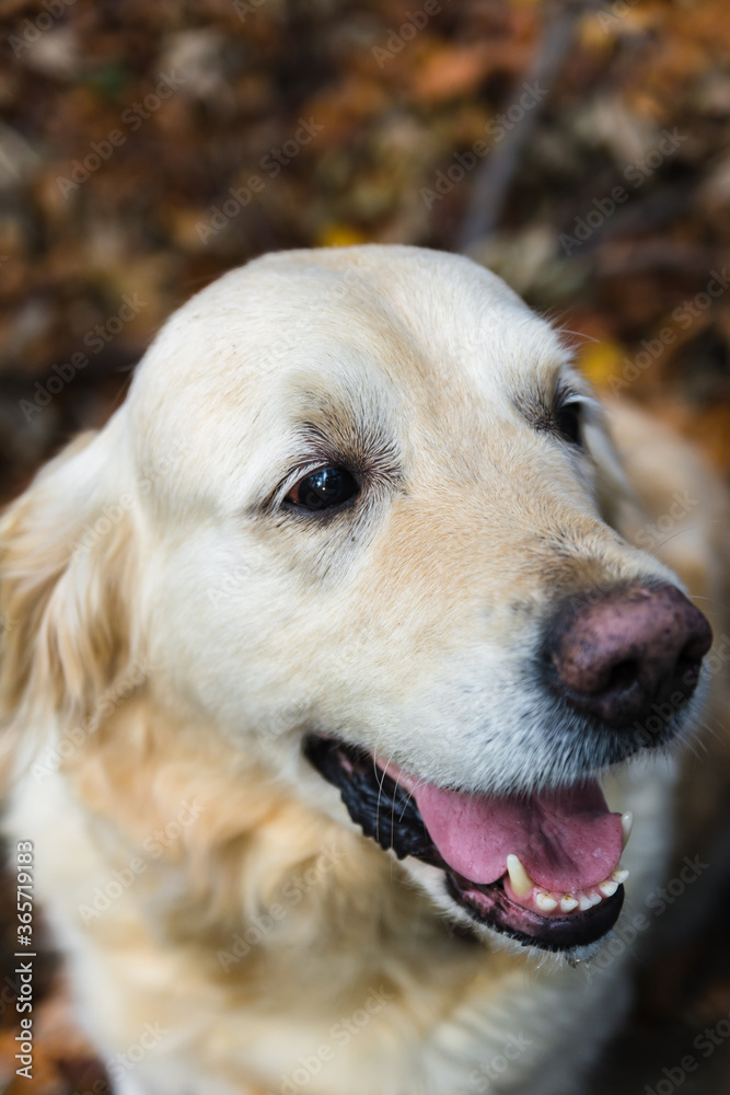 A cute white or yellowish dog in nature. Looks to the side or to the camera. Pets in their natural habitat. Teeth and tongue are visible. Man s favorites. Calm atmosphere. A cute white or yellowish dog in nature. Looks to the side or to the camera. Pets in their natural habitat. Teeth and tongue are visible. Man s favorites. Calm atmosphere.