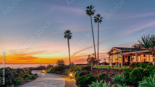 Palm tree at a resort in Orange county, California