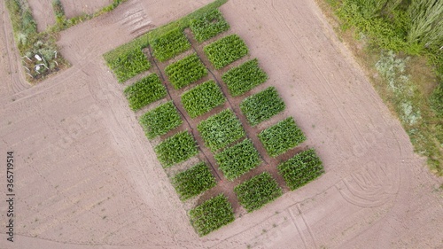 Aerial view of the corn field. Corns are standing in a square shape and separately.