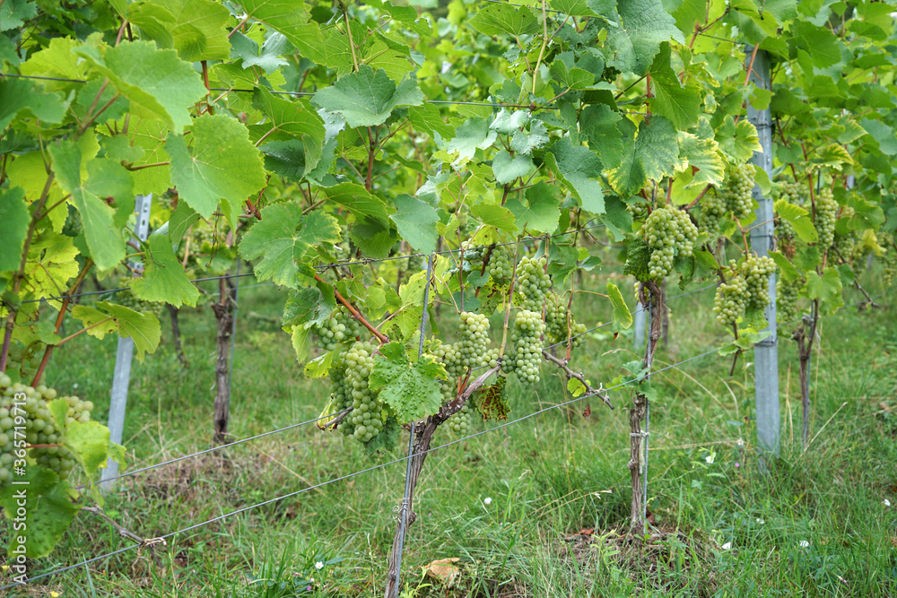 Grapes are the fruit stands of the vines, especially those of the noble vine, photographed